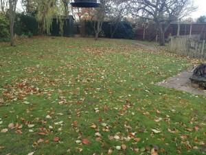 leaf clearing service
