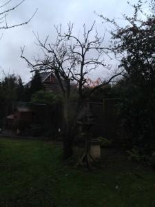 apple tree after pruning