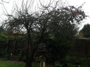 apple tree before pruning
