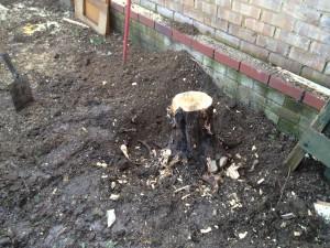 tree root to be removed