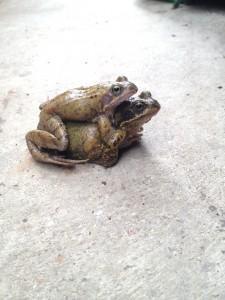 frogs in a garden