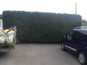 hedge cutting specialist