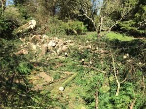 fallen tree removal service