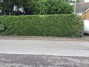 laurel hedge before trimming