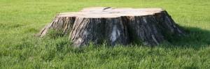 stump-grinding-service in and around Reading / Berkshire