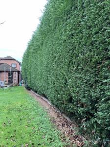 big hedges trimmed